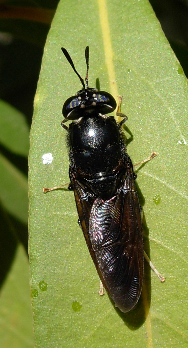 Hermetia illucens (Stratiomyidae) anche in Sicilia